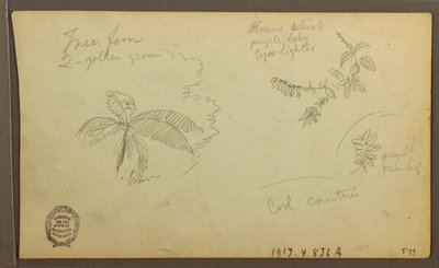 素描、植物スケッチ；裏面：植物スケッチ、1857年 作： フレデリックエドウィン教会