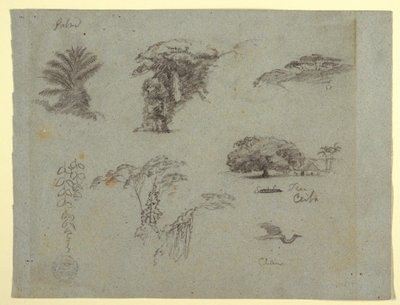 デッサン「南米の植物スケッチ：ヤシ、木の群生、ぶら下がる小枝、家のそばの大木、空を飛ぶツル」1853年、おそらく5月 作： Frederic Edwin Church