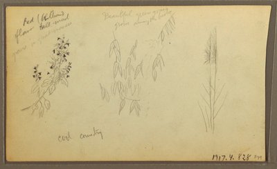 素描、植物スケッチ、家；植物スケッチ、1857年 作： フレデリックエドウィン教会