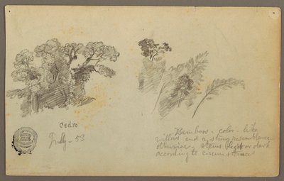 デッサン、コロンビアからの植物学、1853年7月 作： フレデリックエドウィン教会