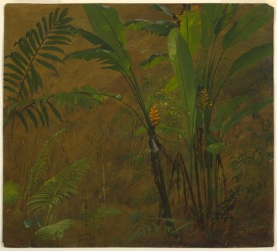 デッサン、西インド諸島ジャマイカの植物学、1887年6月 作： Frederic Edwin Church