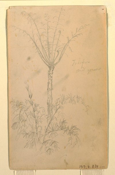 素描、樹木の植物学的研究、1857年5月-6月 作： Frederic Edwin Church