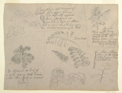 デッサン、コロンビア、マグダレナ川から見た植物学、1853年 作： Frederic Edwin Church