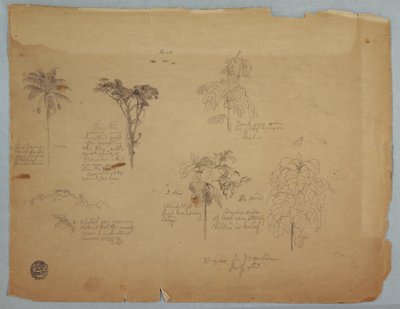 デッサン、飛ぶオウムと植物学、コロンビア、ボキア、1853年7月 作： Frederic Edwin Church