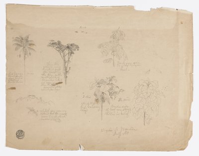 デッサン。  コロンビアの植物スケッチ。 作： フレデリックエドウィン教会