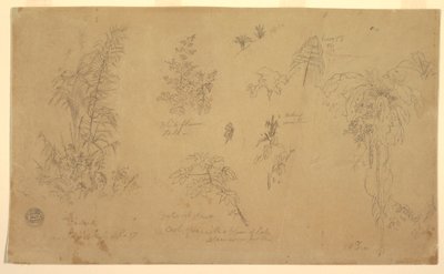 デッサン、植物スケッチ、「ヨリエの近く」、1857年7月23日 作： Frederic Edwin Church