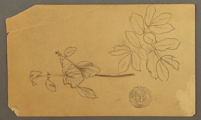 ドローイング、デッサン。  スケッチ。  植物の茎。   葉のついた枝。おそらく1877年 作： Frederic Edwin Church