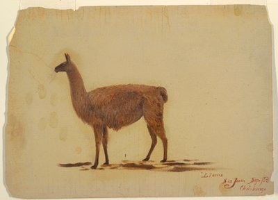 デッサン、エクアドル、サン・ファン（チンボラソ）、ラマ、1853年9月 作： Frederic Edwin Church