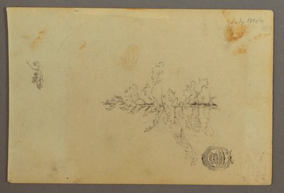 デッサン、常緑樹、1844年 作： フレデリックエドウィン教会