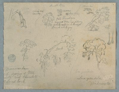 素描、ぶら下がる猿を伴う5つの植物学、おそらくコロンビア、1853年 作： フレデリックエドウィン教会