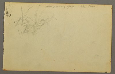 デッサン、草、1844年 作： Frederic Edwin Church