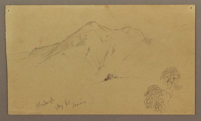 デッサン、風景、植物、ブロックスバーグ、1865年8月 作： Frederic Edwin Church