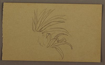 デッサン、ユリ植物、1865年 作： Frederic Edwin Church