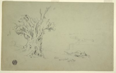 デッサン、オリーブの木、オリブ山、1868年4月 作： フレデリックエドウィン教会