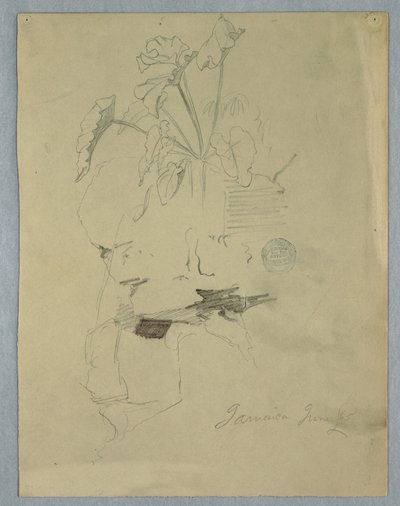 デッサン、岩の上に生えるフィロデンドラム（ジャマイカ、1865年6月 作： フレデリックエドウィン教会
