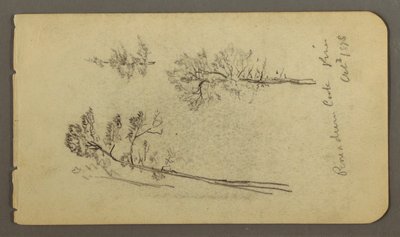 素描、松の習作、1878年 作： Frederic Edwin Church