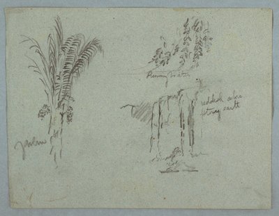 デッサン、コロンビア、リオ・マグダレーナの植物研究、1853年、おそらく5月 作： Frederic Edwin Church