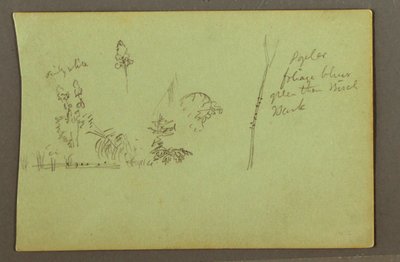 デッサン、植物学、1856年頃 作： フレデリックエドウィン教会