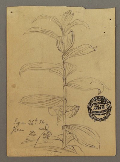 デッサン、植物の研究、1856年6月26日 作： Frederic Edwin Church