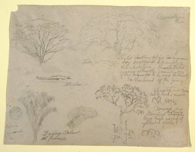 デッサン、コロンビア、マグダレナ川から見たワニと怪物の木を含む植物学シリーズ、1853年 作： Frederic Edwin Church