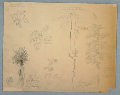 デッサン、木とスペイン銃剣、他5点の植物画、ジャマイカ、1865年5月 作： フレデリックエドウィン教会