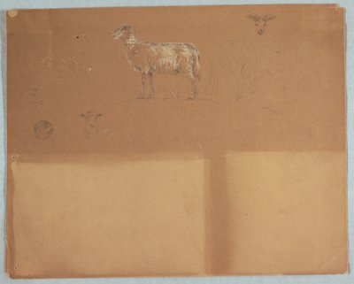 デッサン、羊の研究、エクアドルまたはコロンビア、1853年 作： Frederic Edwin Church