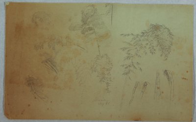 デッサン、樹上と竹の研究、ジャマイカ、1865年8月 作： フレデリックエドウィン教会