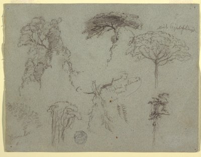 デッサン、樹木の研究、エクアドル、1853年 作： Frederic Edwin Church