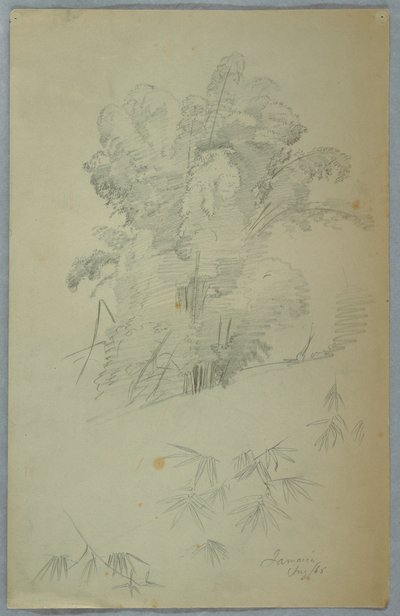 デッサン、木と枝の研究、ジャマイカ、1865年8月 作： Frederic Edwin Church
