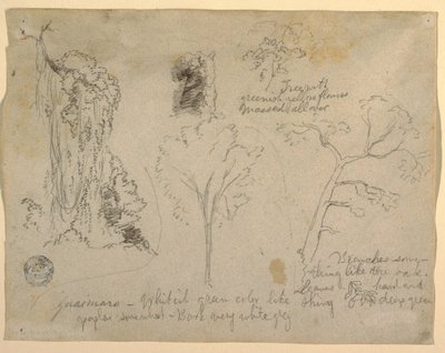 デッサン、リオ・マグダレナから見た樹木と植物の研究、コロンビア、1853年 作： フレデリックエドウィン教会