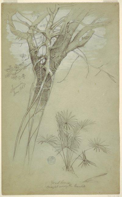 デッサン、木の幹、寄生つる植物、ヤシ植物の習作、ジャマイカ、1865年6月 作： フレデリックエドウィン教会