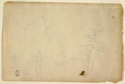 素描『茨とアザミ』1844年7月 作： Frederic Edwin Church
