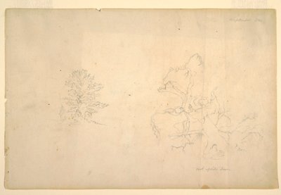 デッサン、樹木と枯れ木の幹、1844年9月 作： フレデリックエドウィン教会