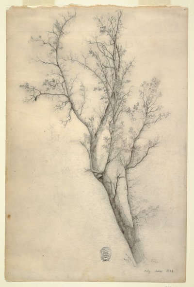 デッサン、枝の多い木、1844年7月 作： Frederic Edwin Church