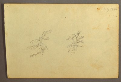 ドローイング、樹木、1844年7月 作： フレデリックエドウィン教会