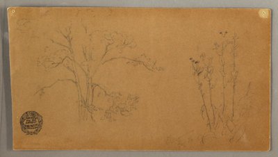 デッサン、樹木と植物、エレカンペーネ、1856年9月 作： フレデリックエドウィン教会