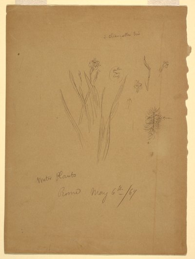 図面、水生植物、ローマイタリア 作： Frederic Edwin Church