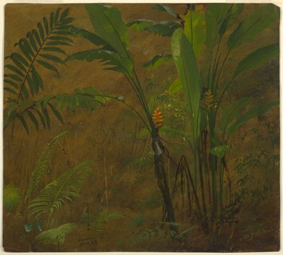 シダとワイルド オオバコ、ジャマイカ 作： Frederic Edwin Church
