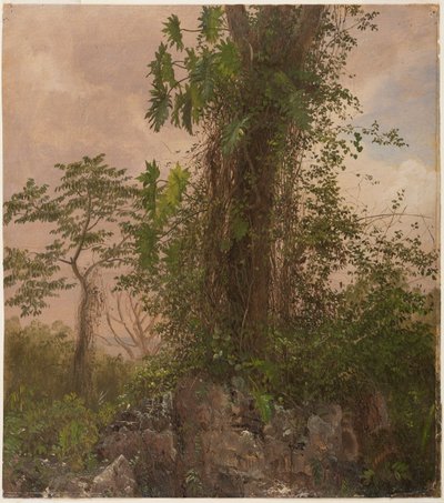 イチジクと野生のフィロデンドロン 作： Frederic Edwin Church