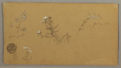 顕花植物 作： Frederic Edwin Church