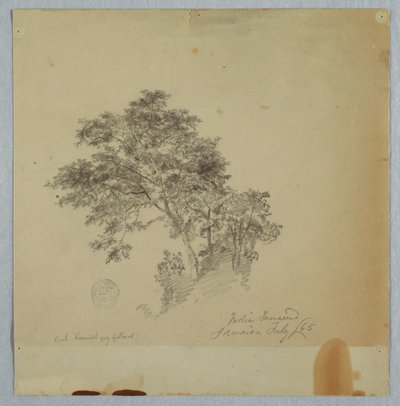 インドのタマリンドの木、ジャマイカ 作： Frederic Edwin Church