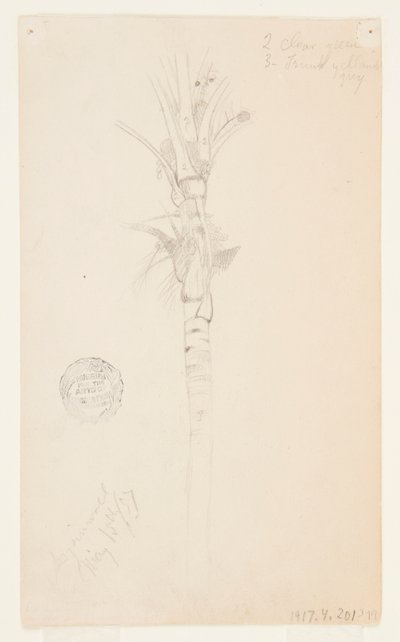ヤシの木の葉と幹、アスピンウォール、パナマ 作： Frederic Edwin Church