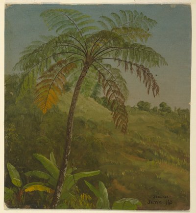 ヤシの木、ジャマイカ 作： Frederic Edwin Church