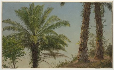 ヤシの木、ジャマイカ 作： Frederic Edwin Church