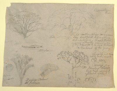 コロンビアのマグダレナ川から見たアリゲーターと巨大な木を含む一連の植物研究 作： Frederic Edwin Church