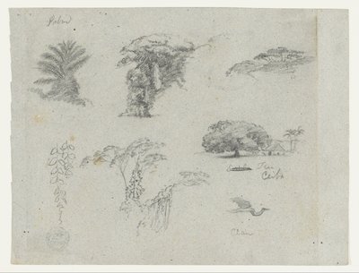 南米からのスケッチ。  植物スケッチ。   飛ぶ鶴。 作： Frederic Edwin Church