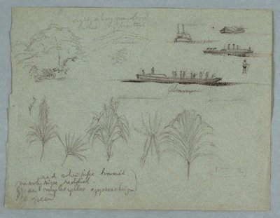 コロンビア、マグダレナ川のスケッチ: 植物、蒸し器、シャンパン 作： Frederic Edwin Church