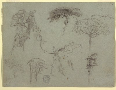 木の研究、エクアドル 作： Frederic Edwin Church