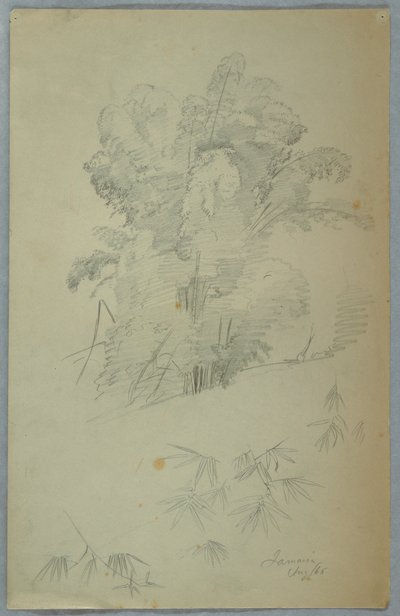 木と枝の研究、ジャマイカ 作： Frederic Edwin Church