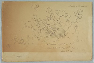 木と岩の研究、エクアドルのチンボラソ近くのモチョへの道 作： Frederic Edwin Church